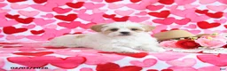 Shorkie dogs for sale: Cupid - Ad 5