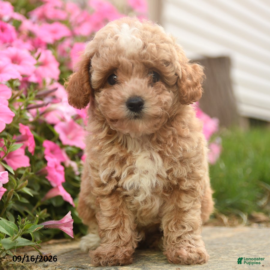 Toy Poodle dogs Olaf - Ad 1