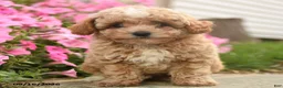 Toy Poodle dogs for sale: Olaf - Ad 1