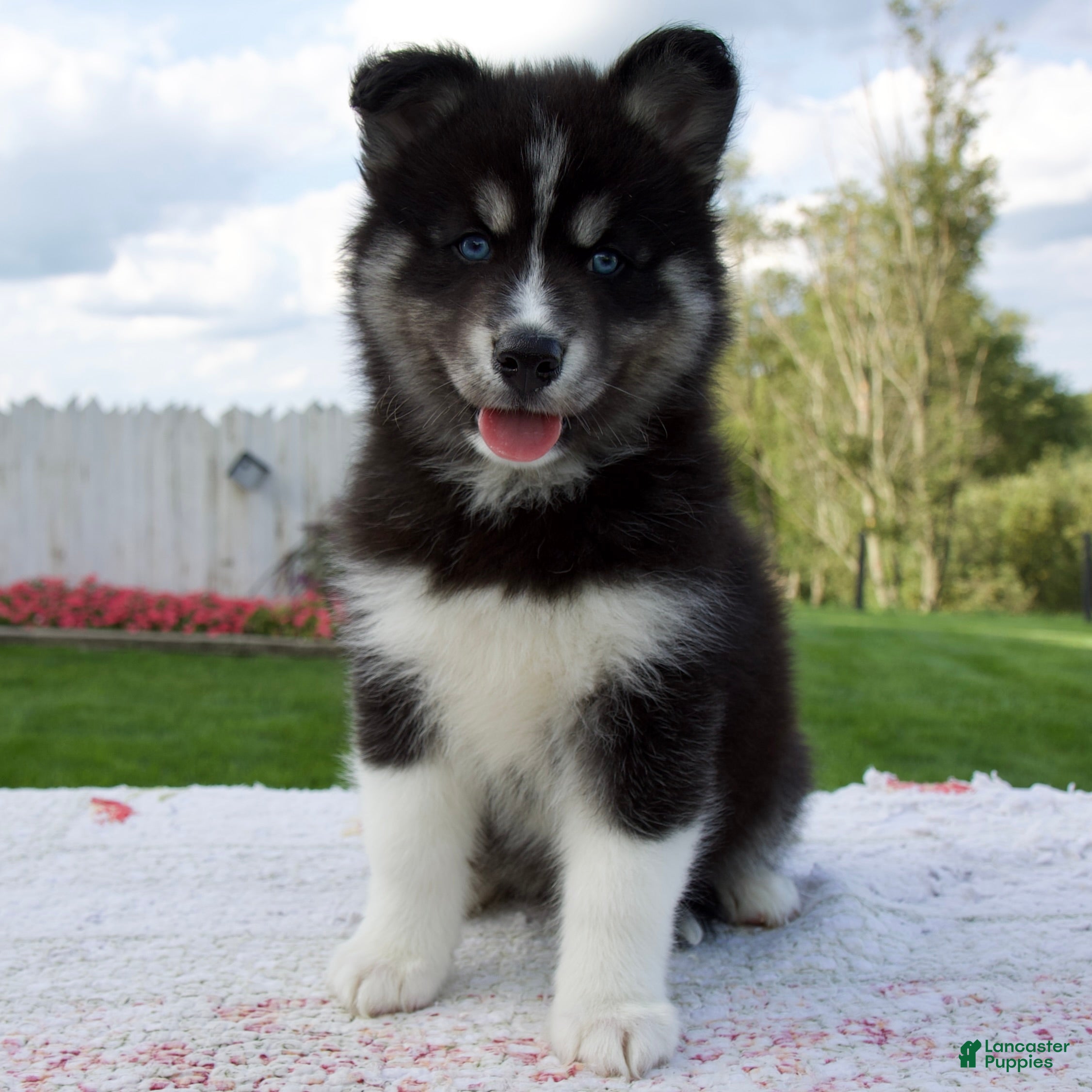 Pomsky dogs Finn - Ad 1