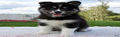Finn