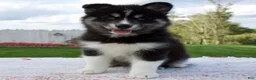 Pomsky dogs for sale: Finn - Ad 1