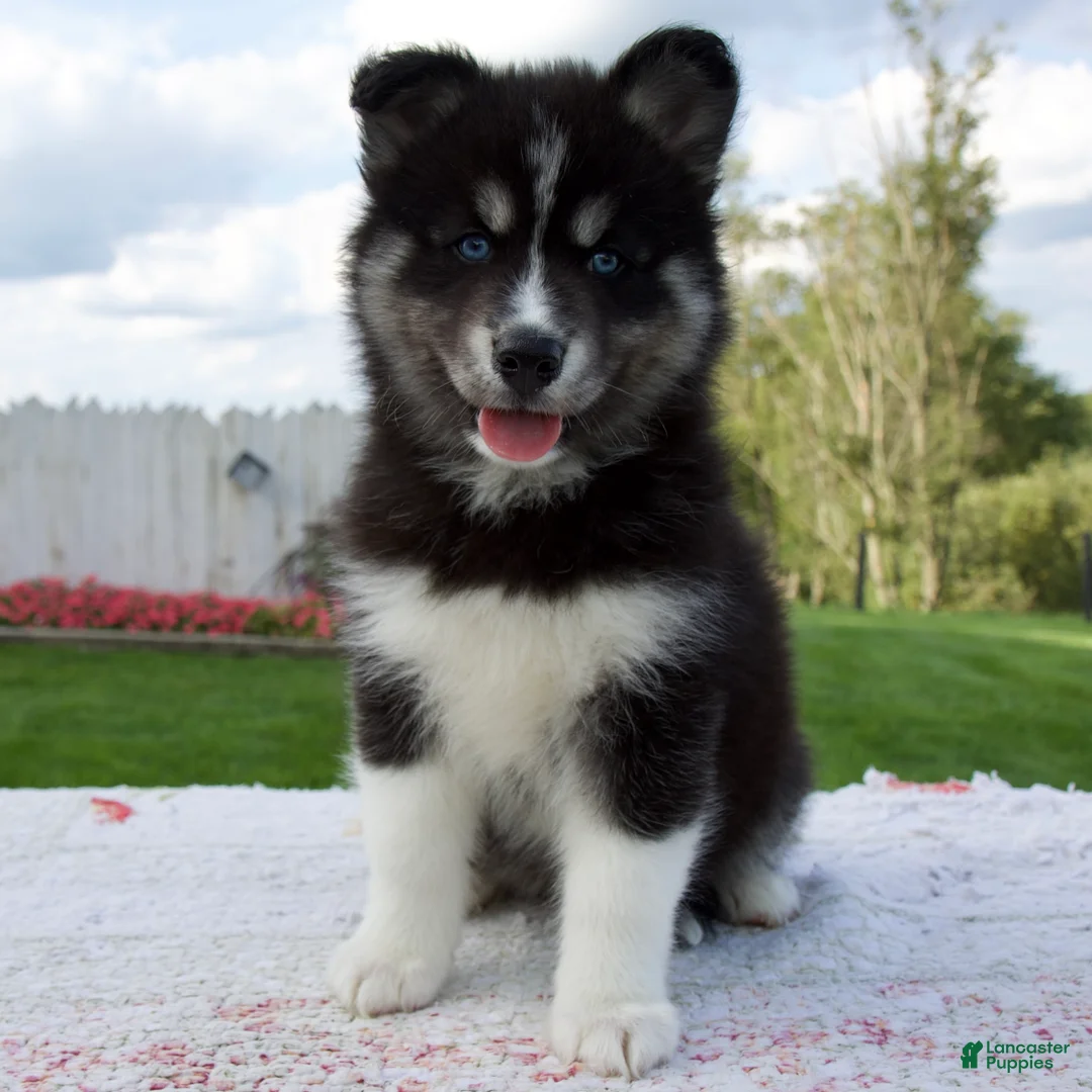 Pomsky dogs for sale: Finn - Ad 1