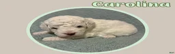 Cavapoo dogs for sale: Carolina  - Ad 2