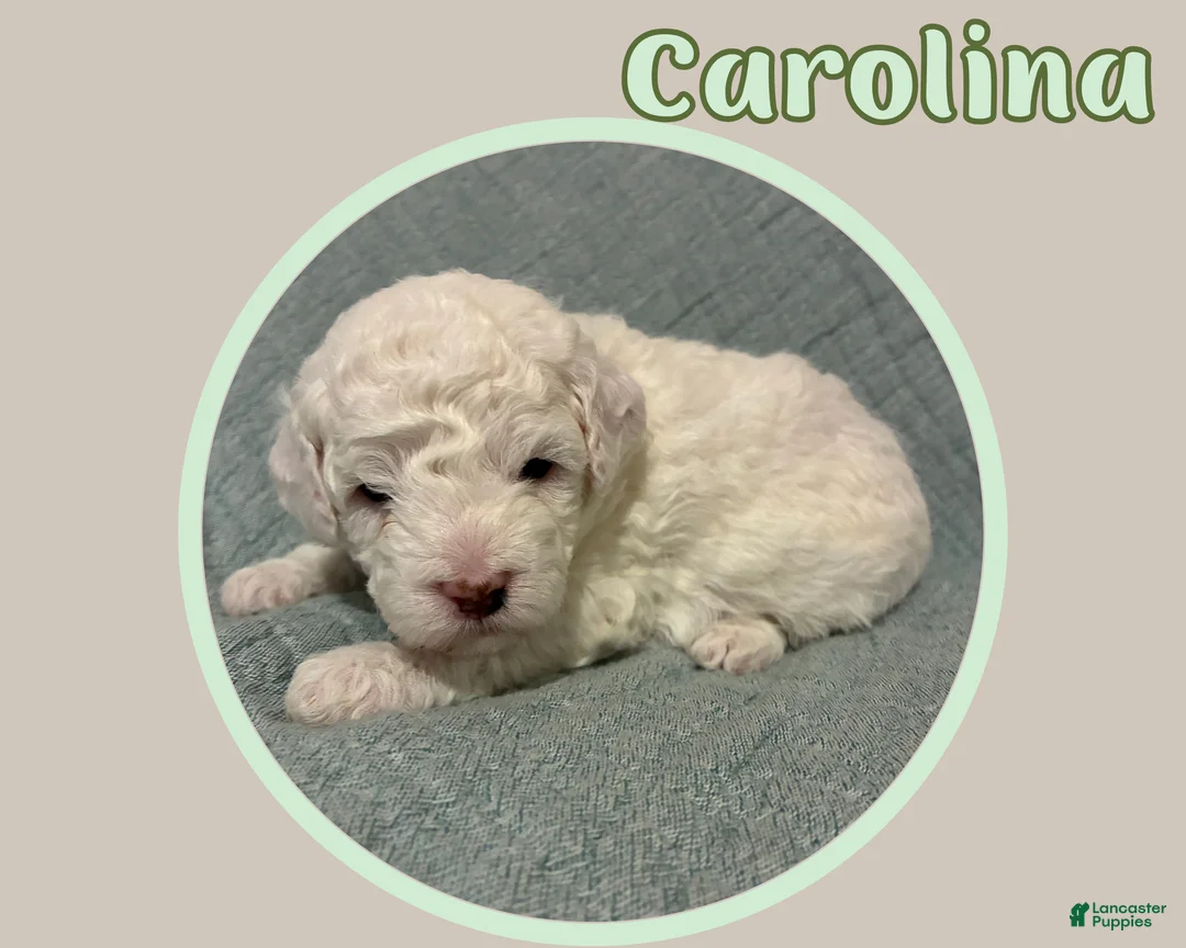 Cavapoo dogs for sale: Carolina  - Ad 2