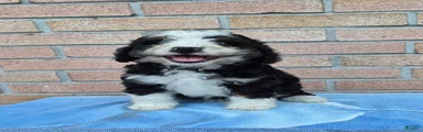 Rosie