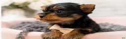 Yorkshire Terrier dogs for sale: Tino 1.4lbs - Ad 2