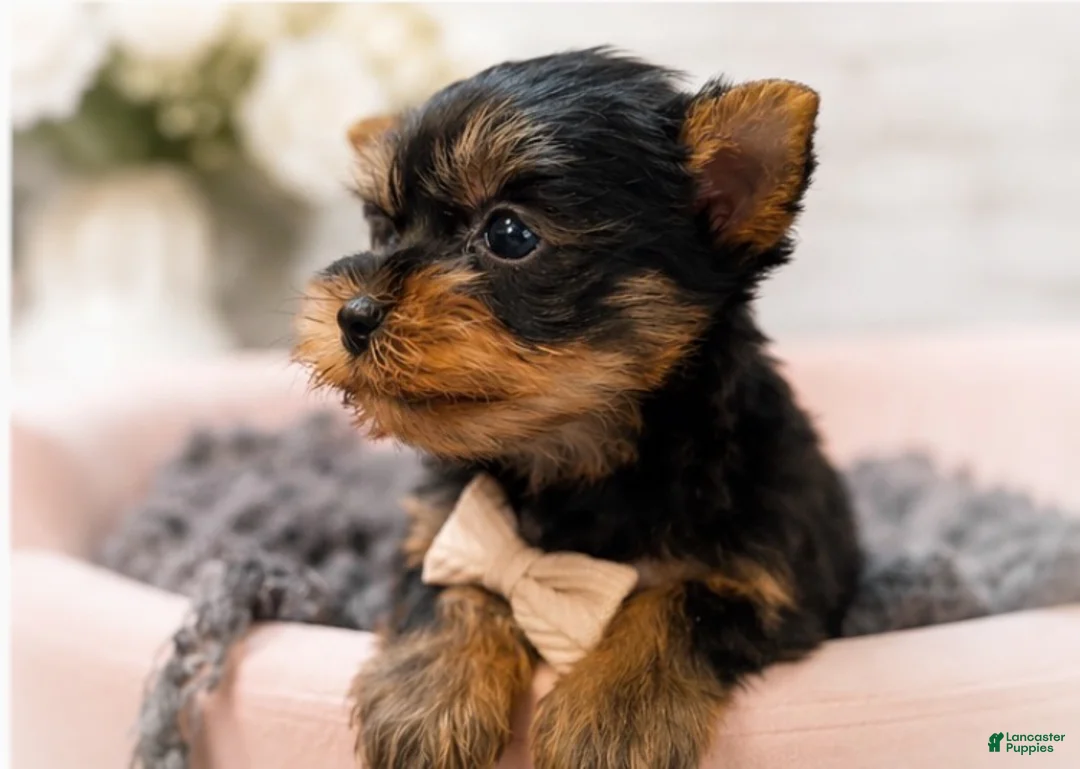 Yorkshire Terrier dogs for sale: Tino 1.4lbs - Ad 2