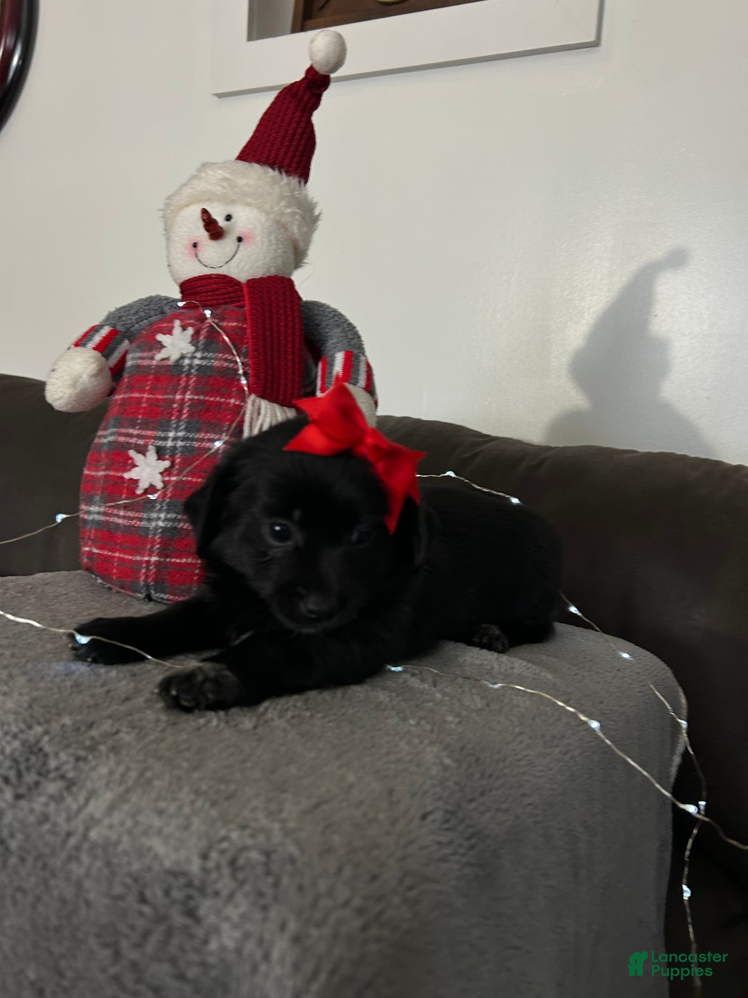 Mixed Breed dogs for sale: Ember - Ad 2