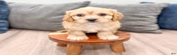 Cavachon dogs for sale: Joey - Ad 2