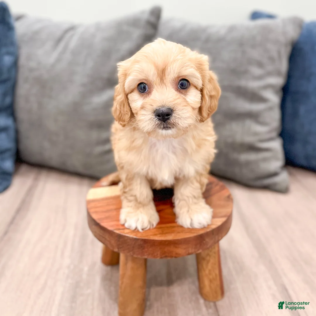 Cavachon dogs for sale: Joey - Ad 2