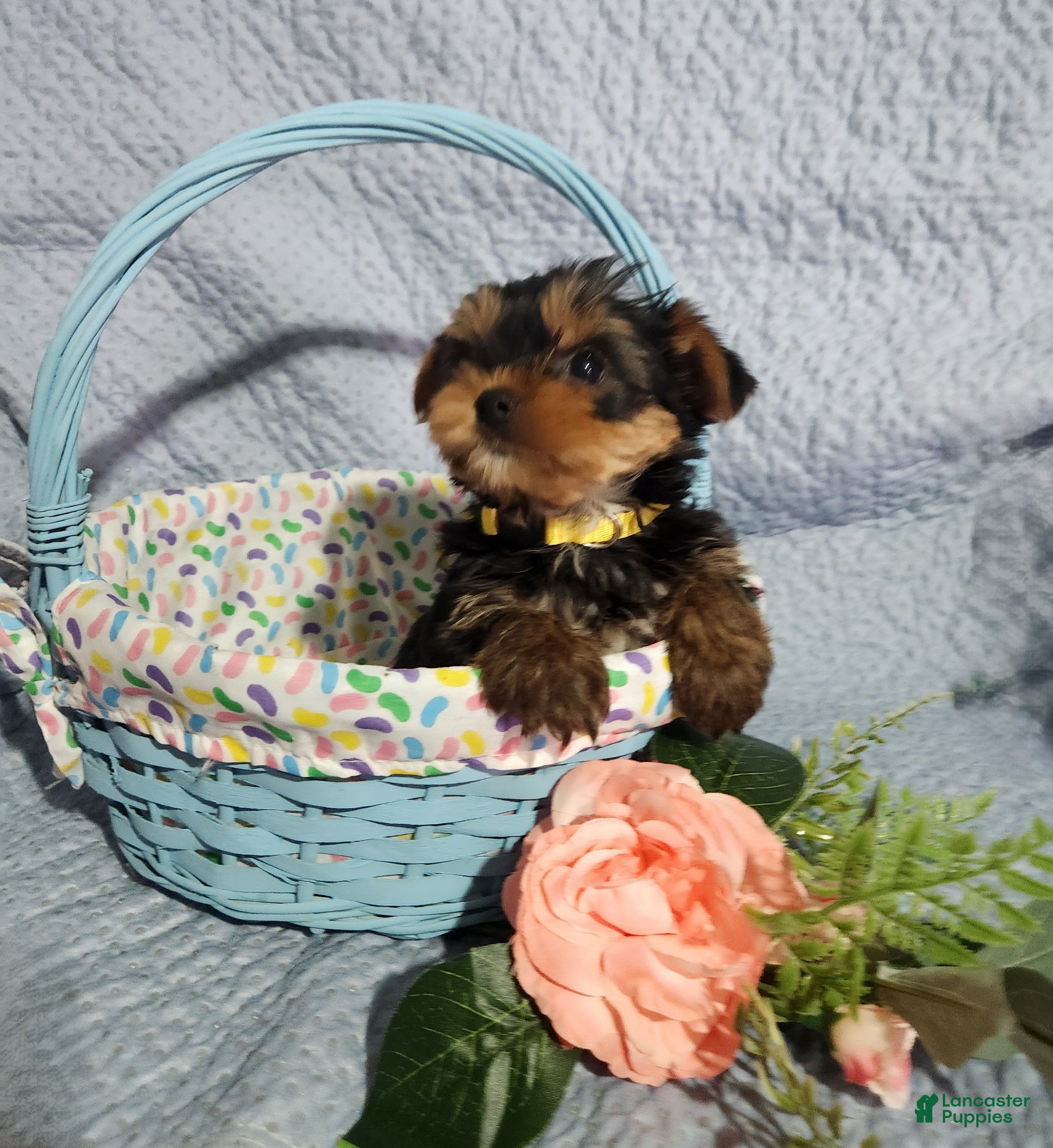Yorkshire Terrier dogs Sunny - Ad 1