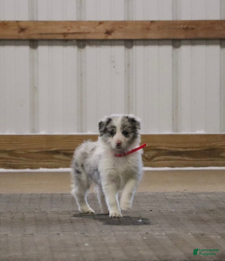 Border Collie dogs holly - Ad 17