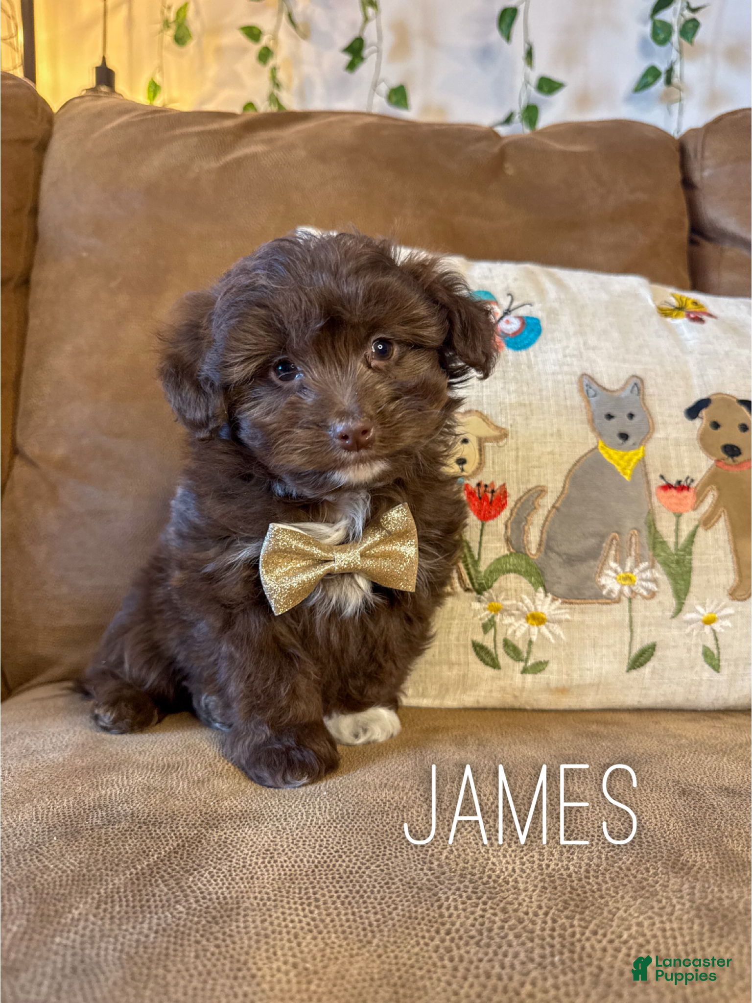 Mini Aussiedoodle dogs James - Ad 1
