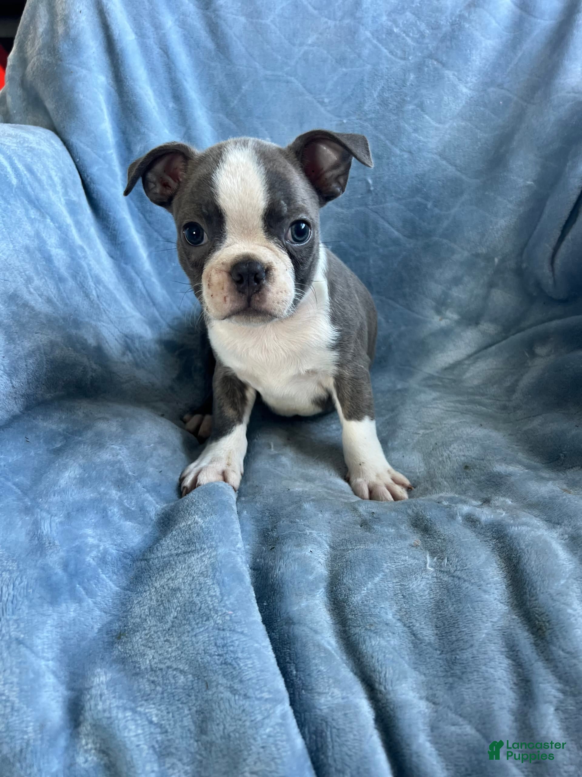 Boston Terrier dogs Theo - Ad 14