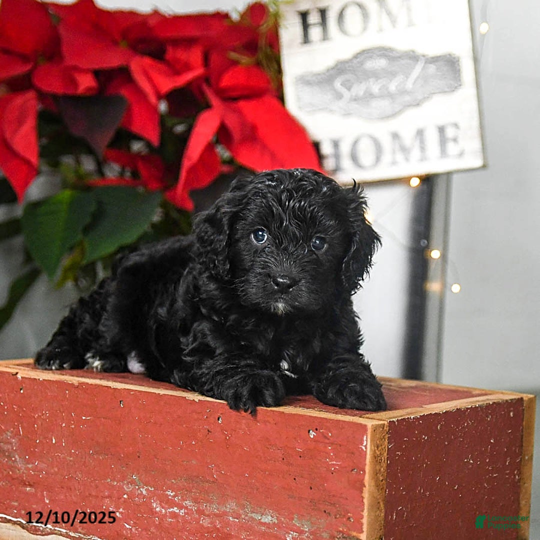 Cavapoo dogs for sale: Felix - Ad 2