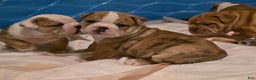 Mixed Breed dogs for sale: OLDE ENGLISH BULLDOG  - Ad 8