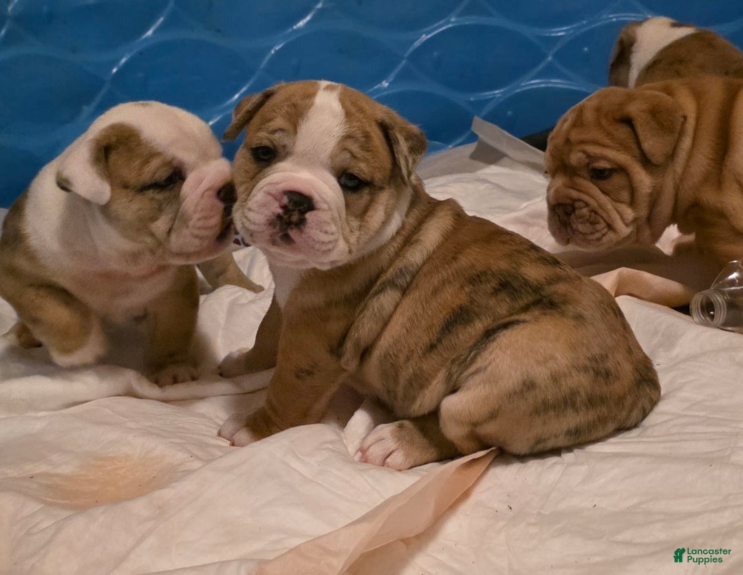 Mixed Breed dogs for sale: OLDE ENGLISH BULLDOG  - Ad 8