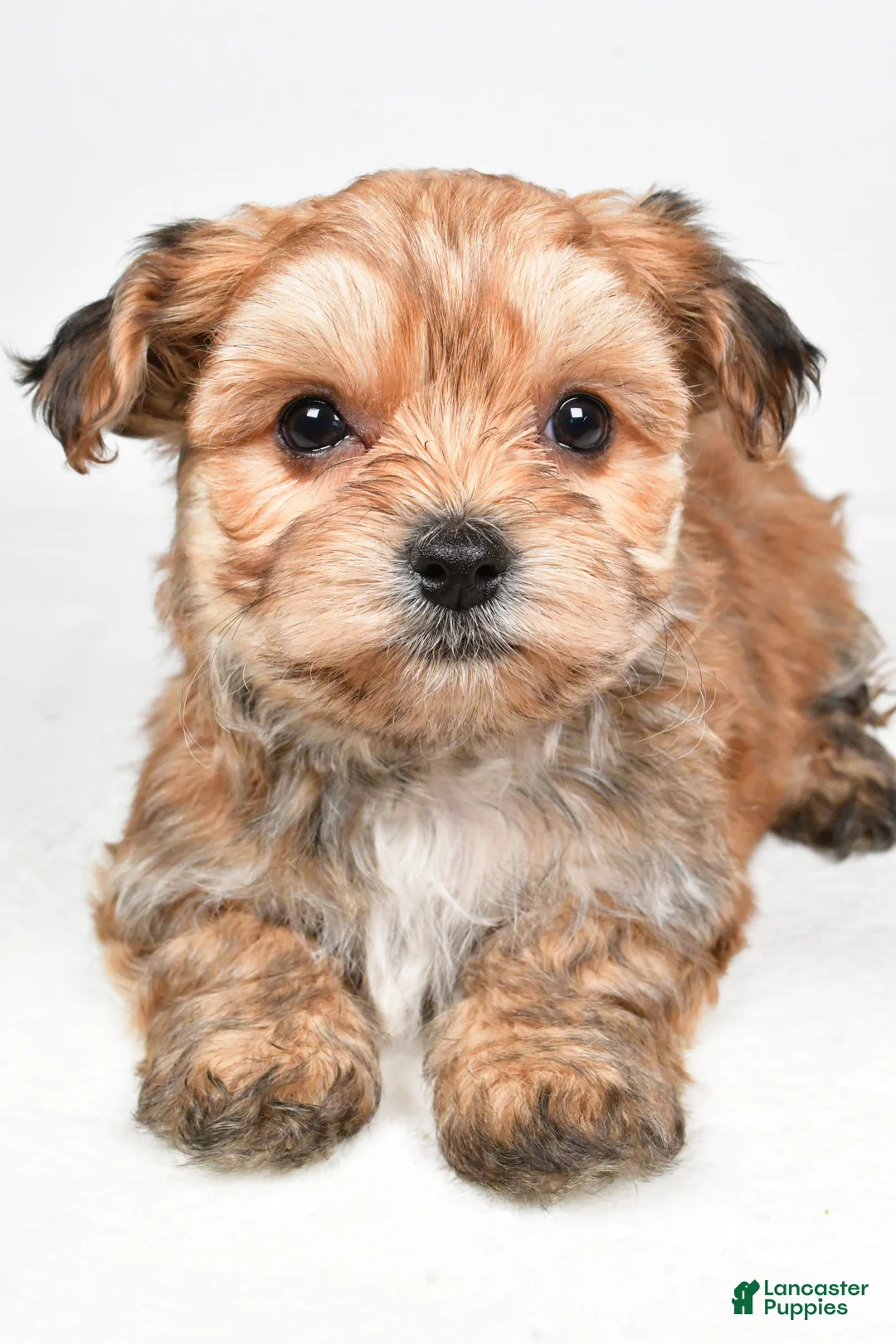 Morkie dogs for sale: Daryl - Ad 6