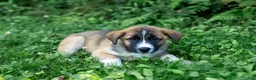 Mixed Breed dogs for sale: Dolly - Ad 3