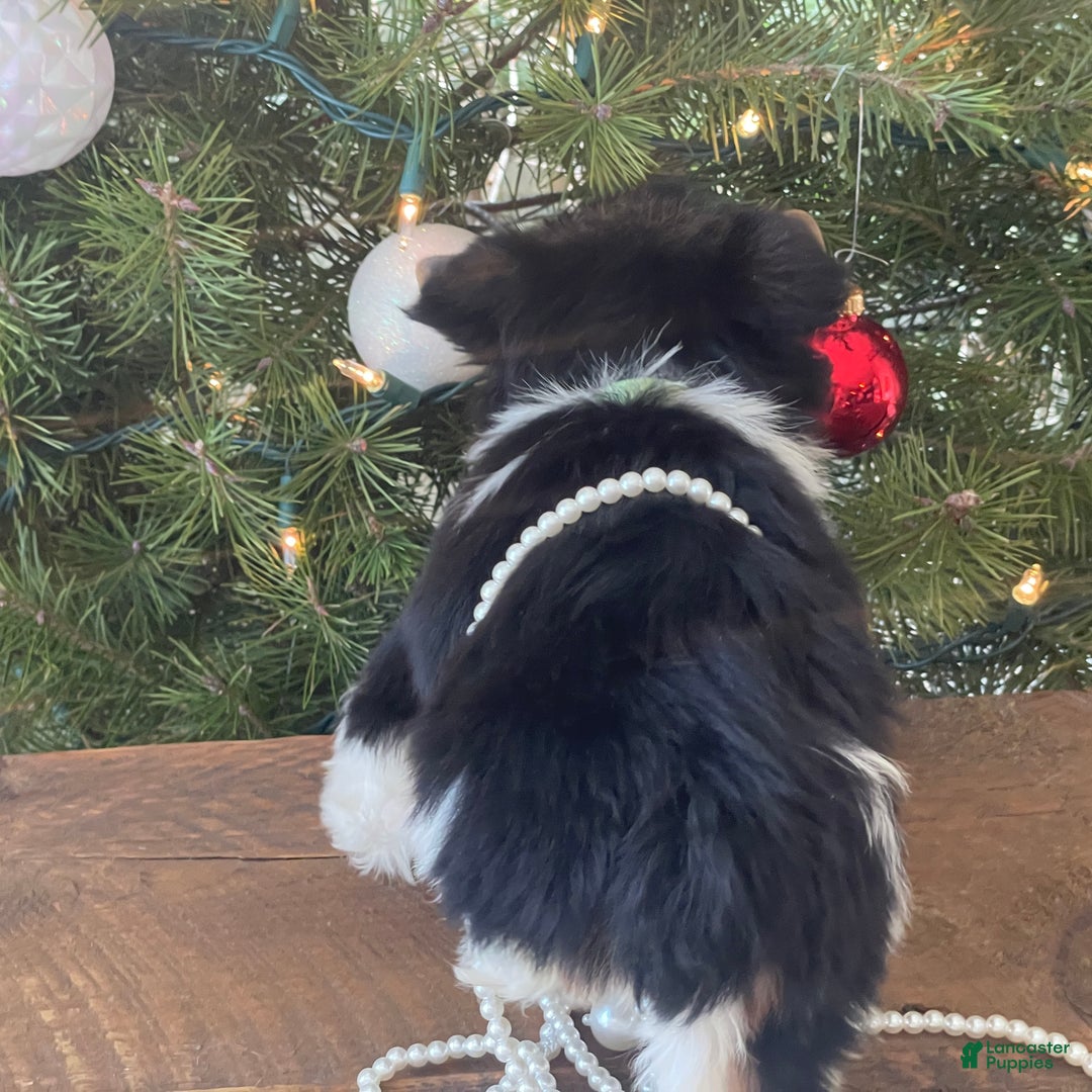 Mixed Breed dogs for sale: Bandit - Ad 3