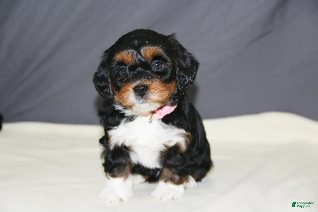 Mini Bernedoodle dogs for sale: Daisy - Ad 2