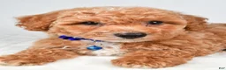 Bichpoo dogs for sale: Sierra - Ad 6