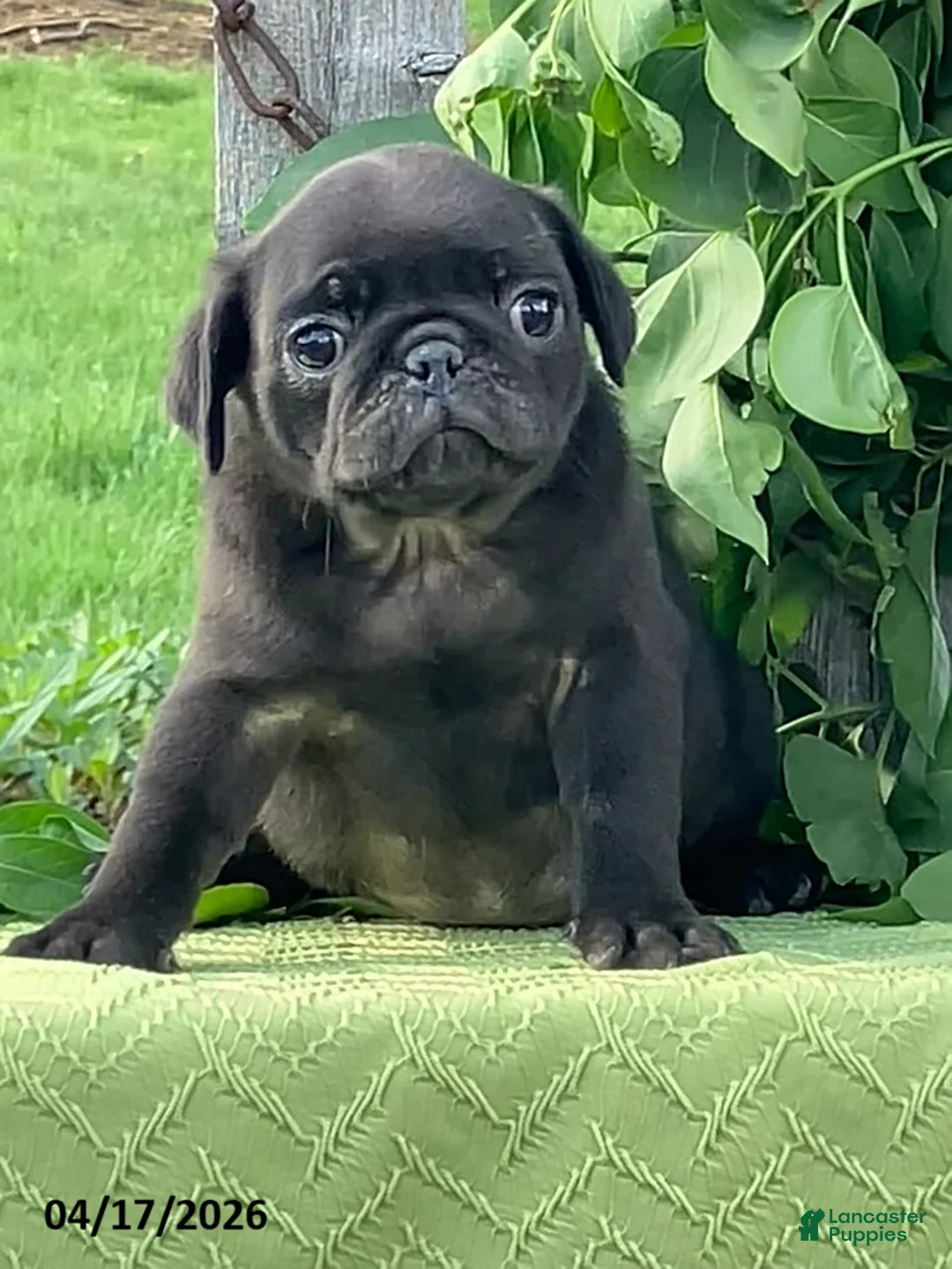 Pug dogs for sale: Lemon - Ad 2