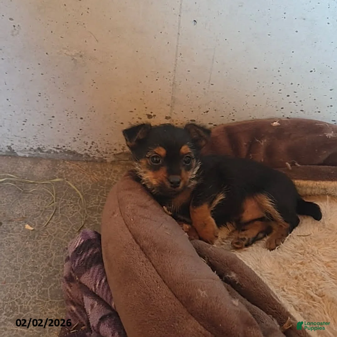 Mixed Breed dogs for sale: Ryan - Ad 3