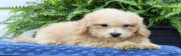 Bichpoo dogs for sale: Doogie - Ad 8
