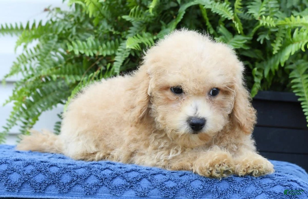 Bichpoo dogs for sale: Doogie - Ad 8