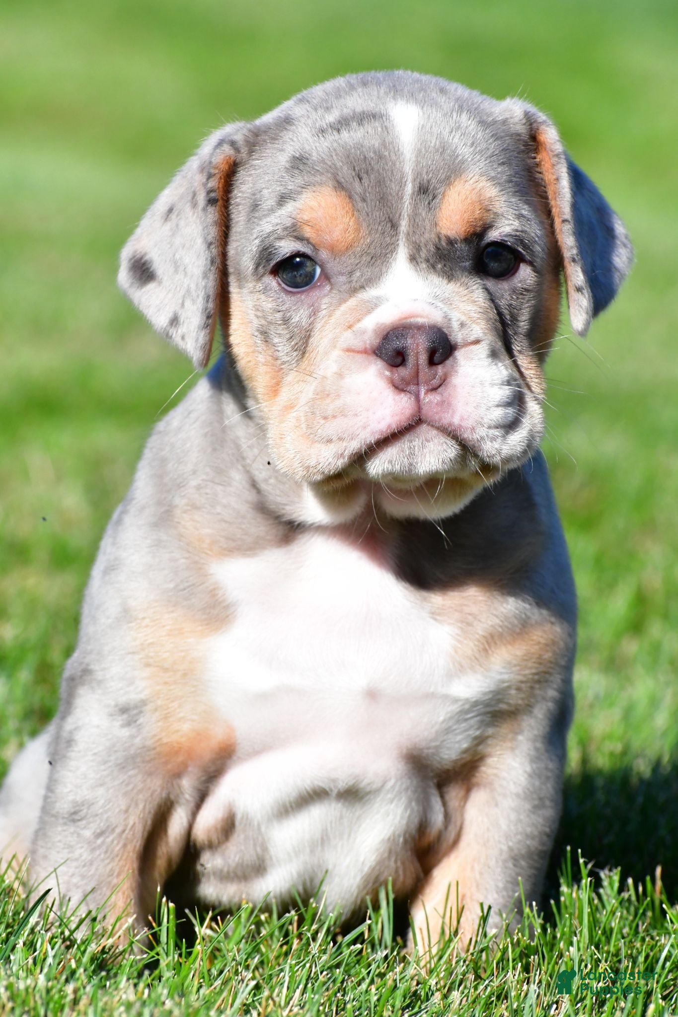 Beabull dogs Jasmine - Ad 1