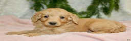 Mini Goldendoodle dogs for sale: Mini Goldendoodle Puppy 4 - Ad 1