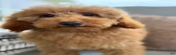 Mini Goldendoodle dogs for sale: Mini Goldendoodle 2 - Ad 4
