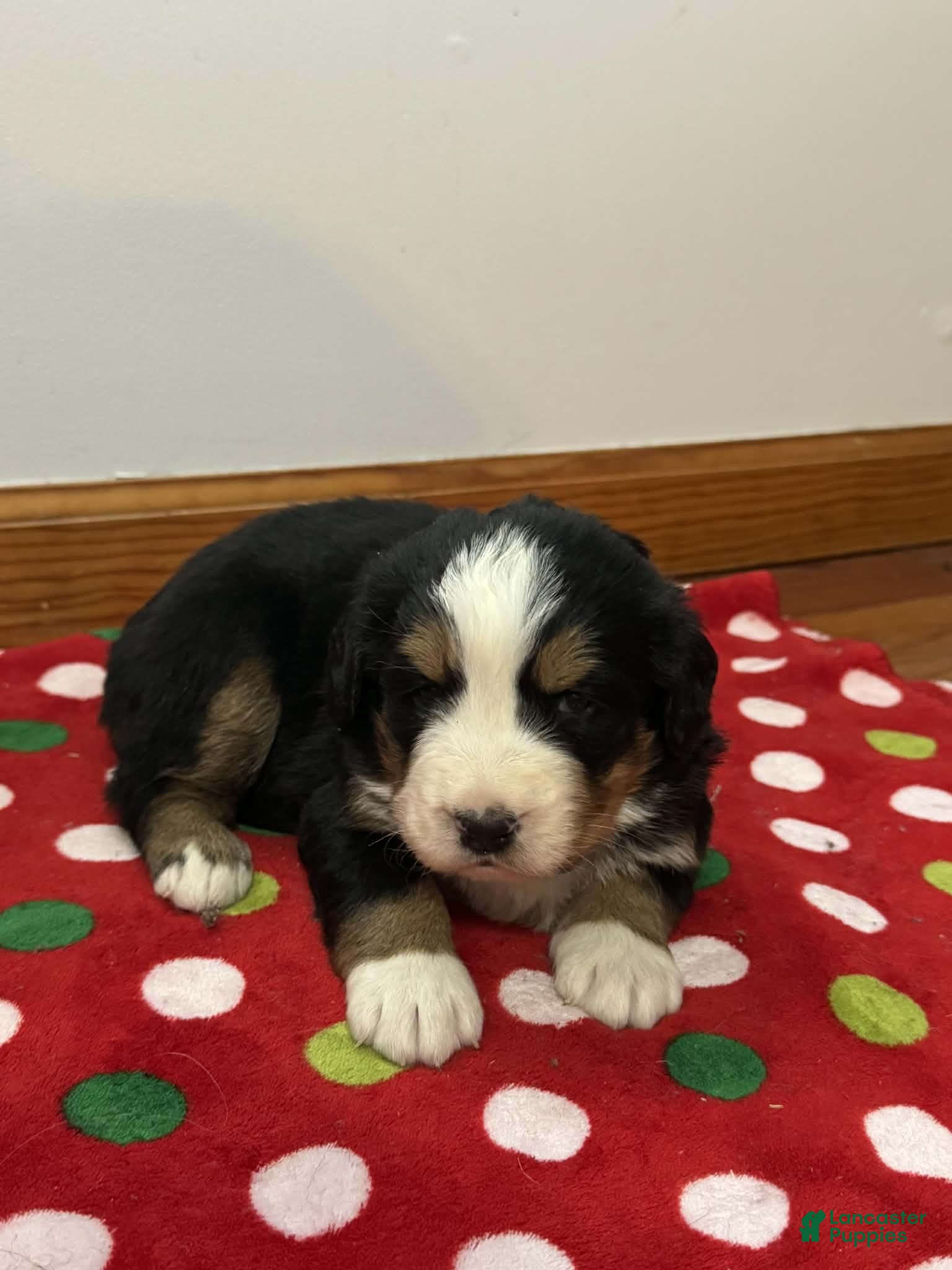 Bernese Mountain Dog dogs Laurel - Ad 3