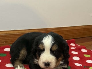 Bernese Mountain Dog dogs Laurel - Ad 2