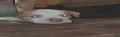 American Pit Bull Terrier 5