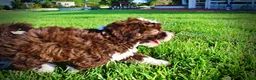 Havapoo dogs for sale: Dexter - Ad 11