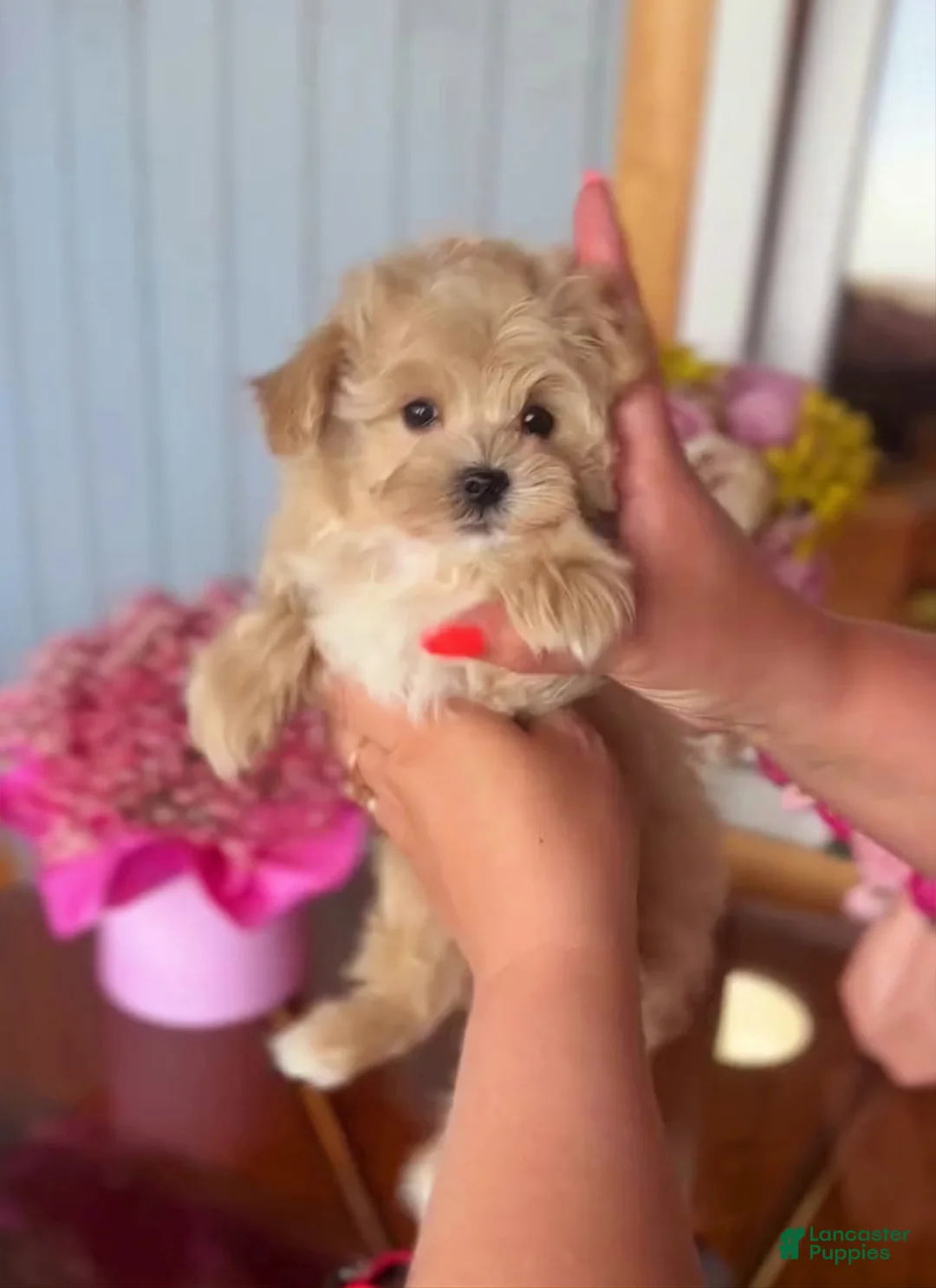 Maltipoo dogs for sale: Vinni - Ad 2