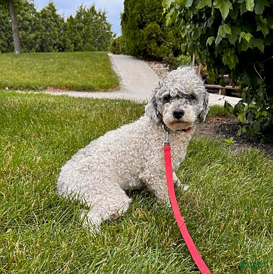 Miniature Poodle dogs for sale: Pippa - Ad 5