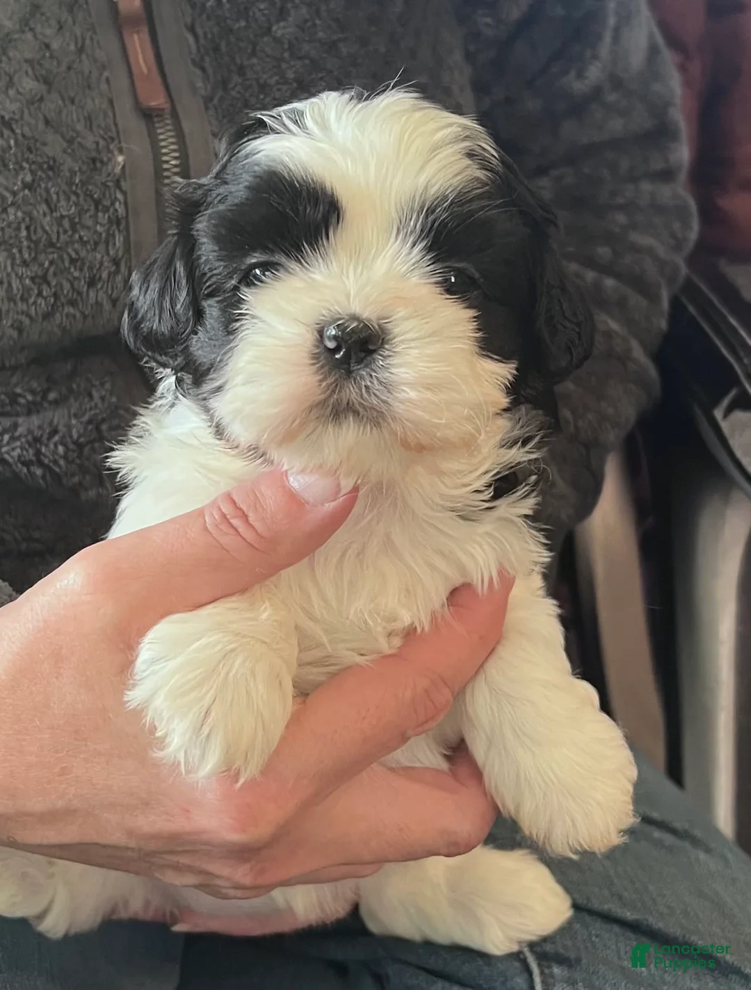 Gallery Image {{count}}