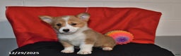 Welsh Corgi Pembroke dogs for sale: Crystal - Ad 2