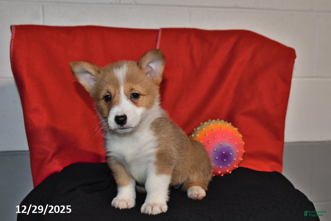Welsh Corgi Pembroke dogs for sale: Crystal - Ad 2