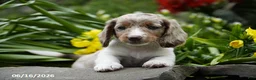 Miniature Dachshund dogs for sale: Rocket - Ad 3