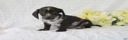 Dachshund dogs for sale: Winston - Ad 3