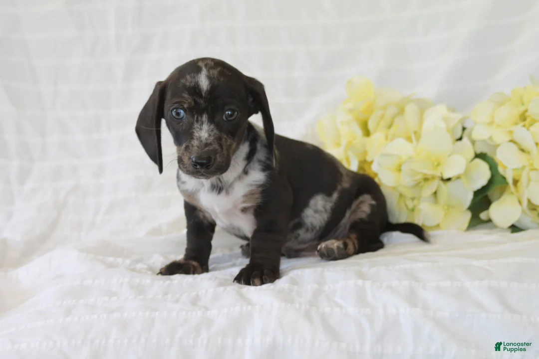 Dachshund dogs for sale: Winston - Ad 3