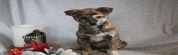 Mixed Breed dogs for sale: Luna - Ad 1