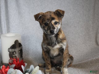 Mixed Breed dogs Luna - Ad 8