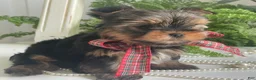 Yorkshire Terrier dogs for sale: Cody - Ad 5