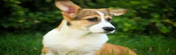 Welsh Corgi Pembroke dogs for sale: Cap'n Crunch Welsh Corgi Pembroke  - Ad 3